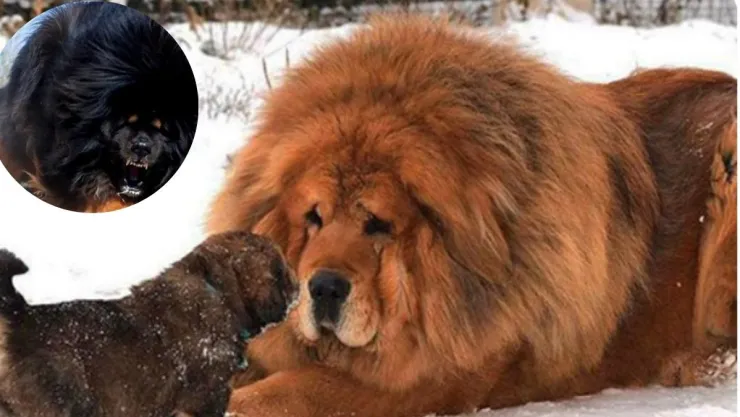 El perro más caro del mundo Mn mastín tibetano se vende por un millón de dólares en China