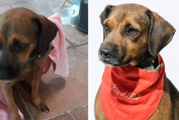 perrito adopcion refugio