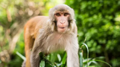 Escapan más de 40 macacos de centro de investigación en Carolina del Sur