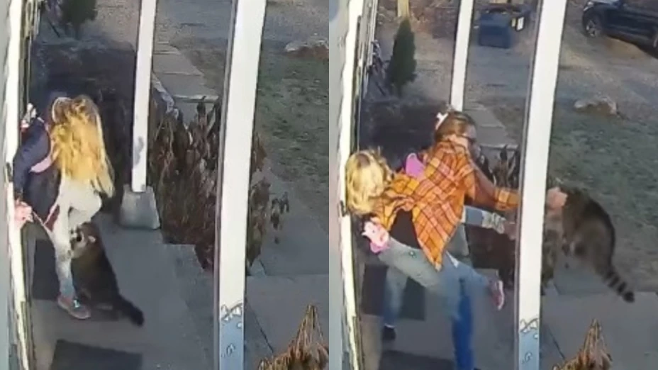 Madre pelea contra mapache que atacó a su hija