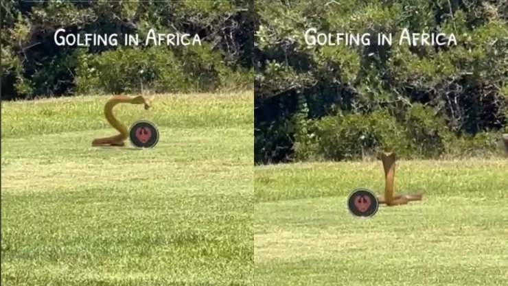 VIDEO: ¡De miedo! Captan serpiente venenosa ingresando a un campo de golf
