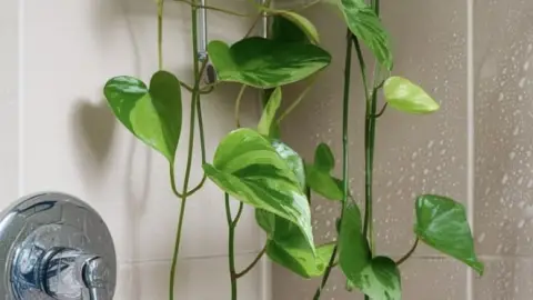 plantas ducha.jpg