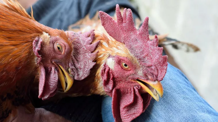 Sacrifican gallina afuera del Senado