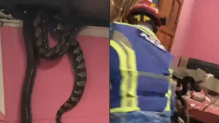 VIDEO | Enormes serpientes en el techo de una casa ponen en riesgo a una familia