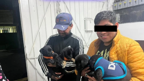 Sujetos adoptan a cachorros con fin de maltrato animal.