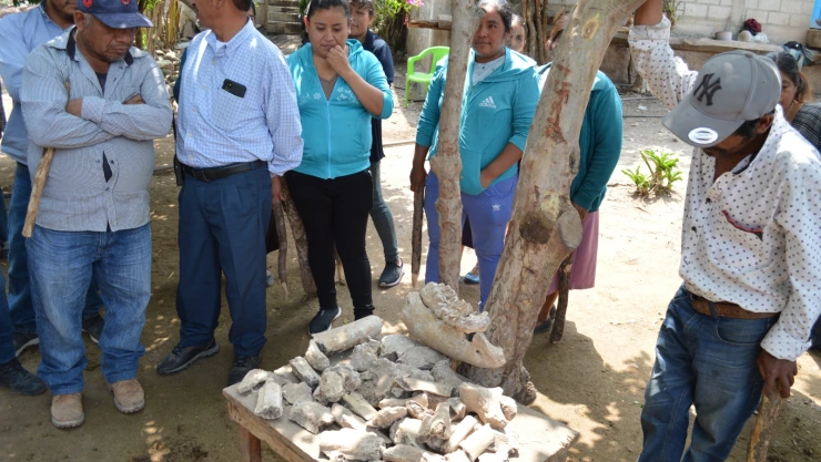 INAH confirma hallazgo de gonfoterio fósil en Guerrero