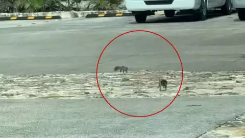 captan ardilla jugado yucatan vieoe viral