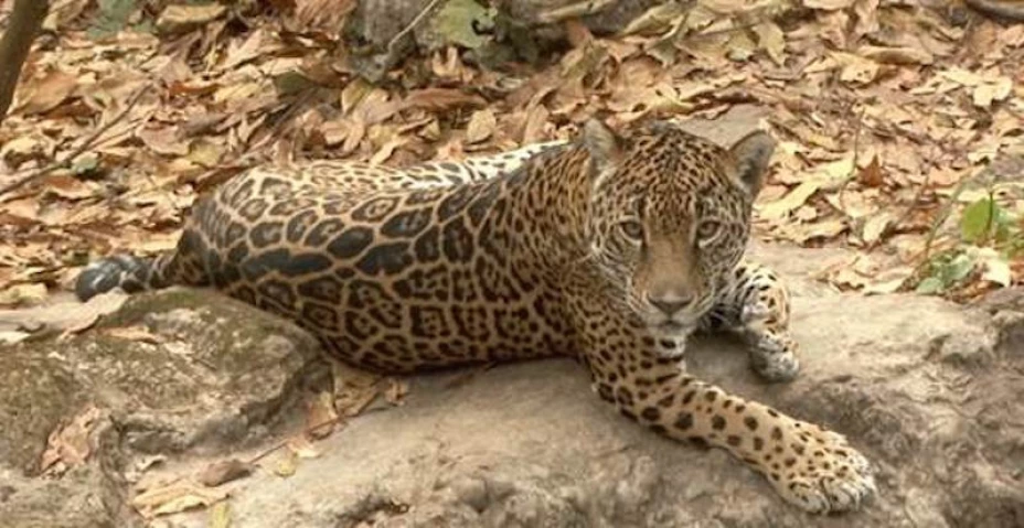 jaguar