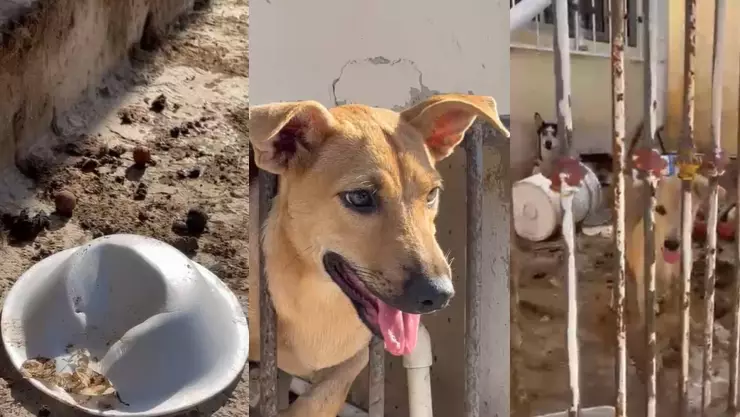 4 perritos abandonados en la Supermanzana 237