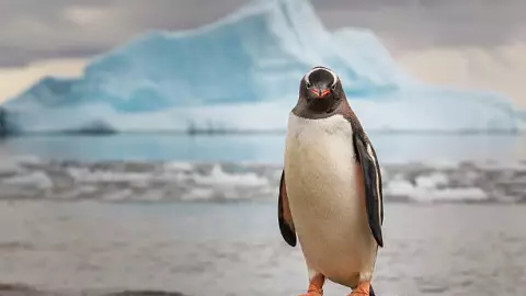 Día Mundial pingüinos