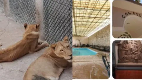 Inspeccionan hotel en Chiapas con leonas africanas