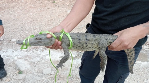 Cocodrilo Tuxtla Gutiérrez