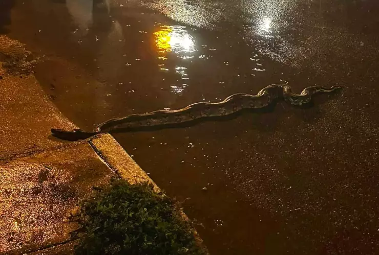 FOTOS: Fuertes lluvias en Mérida atraen ENORME boa en calles de la ciudad