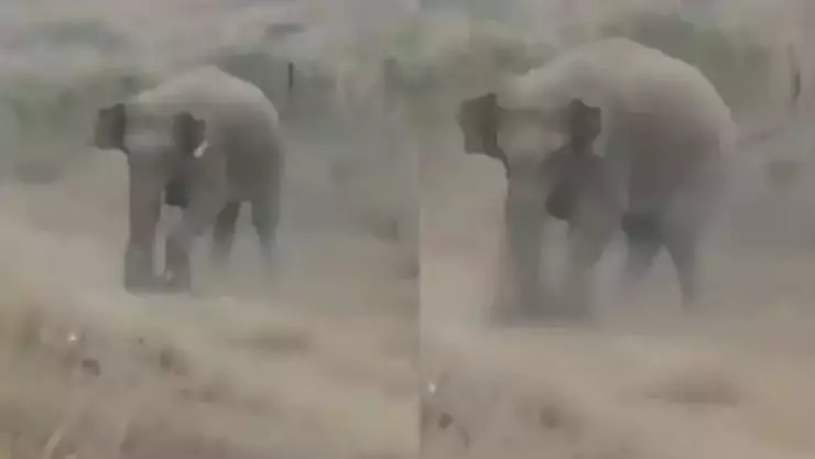 Impactante video: Elefante embiste y mata a un hombre que buscaba una selfie en la India