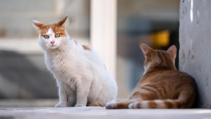 /estilo-de-vida/gesto-gatos-se-te-acerquen-confirmado-veterinarios