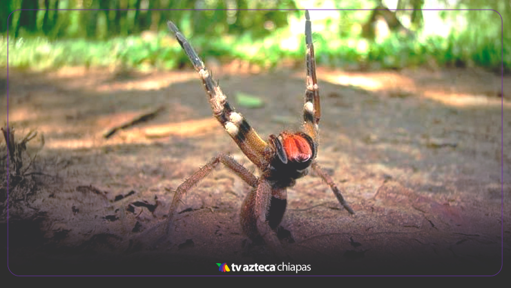 Araña más venenosa Tabasco