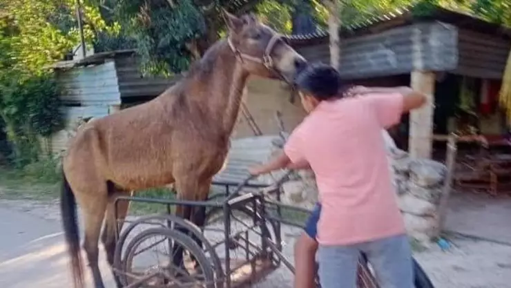 caballo xocchel niños viral