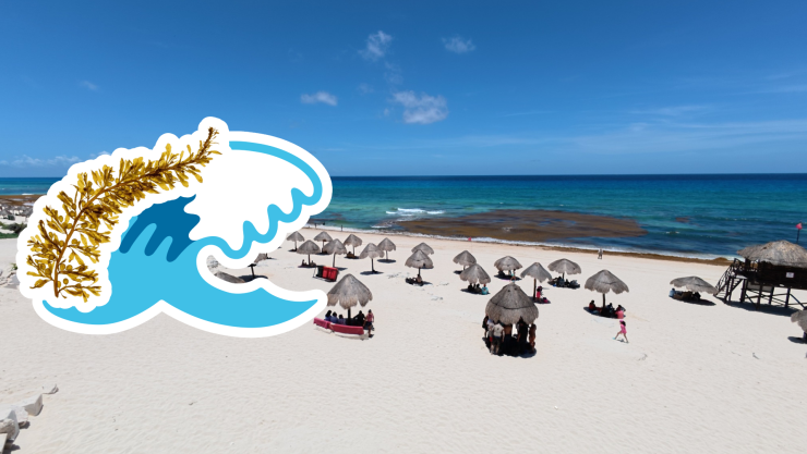 Playas libres de sargazo en Quintana Roo HOY 14 de julio de 2025_ Lista desde Holbox, Cancún y hasta Tulum.jpg