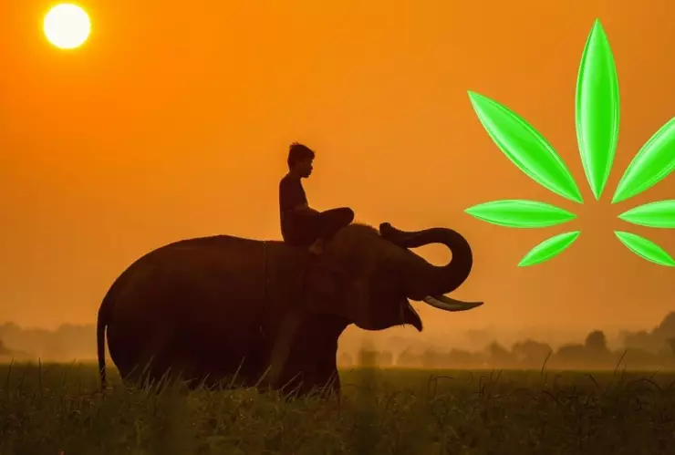 Tailandia, mariguana, despenalización 2.jpg