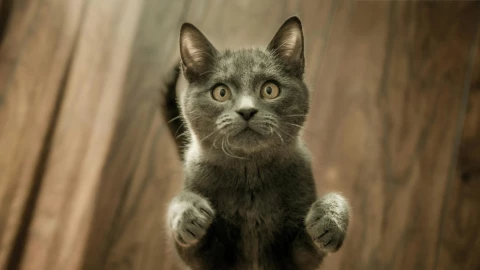 pensión alimenticia gatos