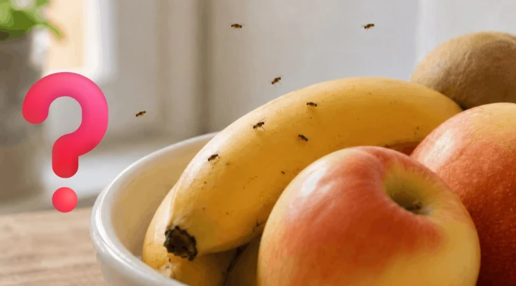 4 remedios caseros para deshacerse de las moscas de la fruta rápidamente