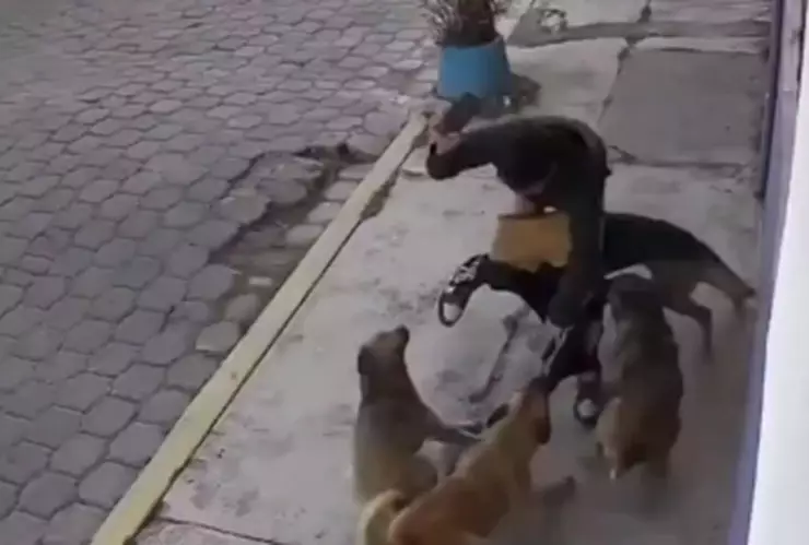 Jauría ataca a dos jóvenes en San Miguel Totocuitlapilco, Metepec