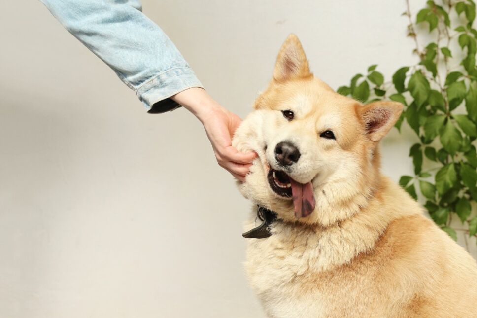 Por que los perros inclinan su cabeza
