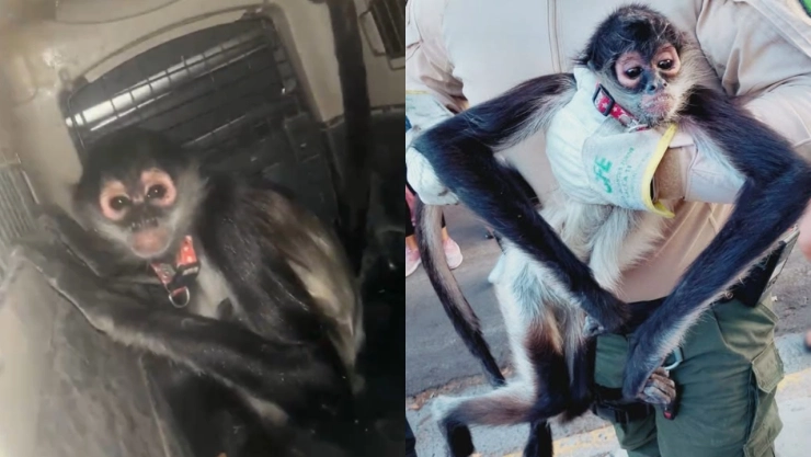 rescatan-mono-arana-electrocutado-en-guadalajara-especie-esta-en-peligro-extincion