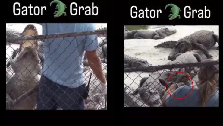 Cocodrilo le muerde la mano a su cuidador