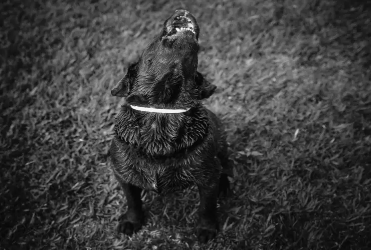 Revelan video inédito de maltrato a un perrito en veterinaria de León