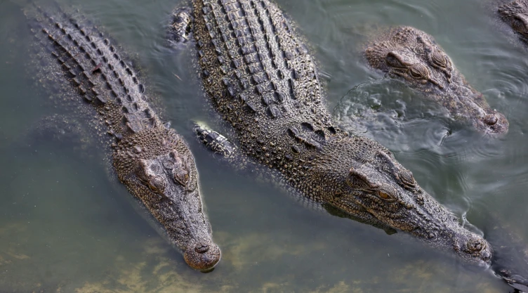 Tres cocodrilos en el agua