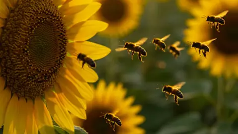 Día Mundial de las Abejas 2025: Por qué se celebra el 20 de mayo y su importancia