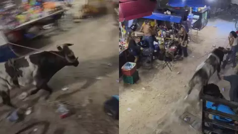 VIDEO_ Se escapa el toro en Timucuy en plena fiesta de Reyes