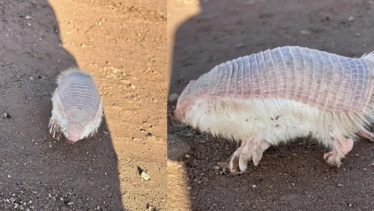 ¿Qué es eso? Encuentran un animal que vive debajo de la tierra y muy pocas veces ha sido visto