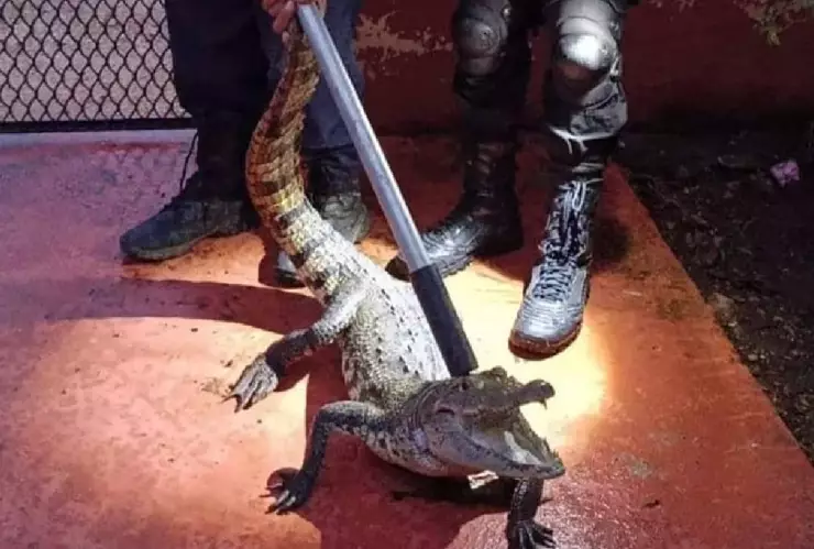 FOTOS_ Capturan a COCODRILO en patio de casa de Tixkokob