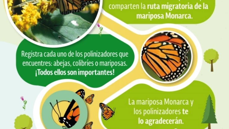 MARIPOSA MONARCA