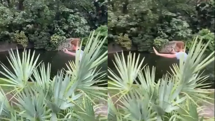 Influencer salta a estanque de caimanes