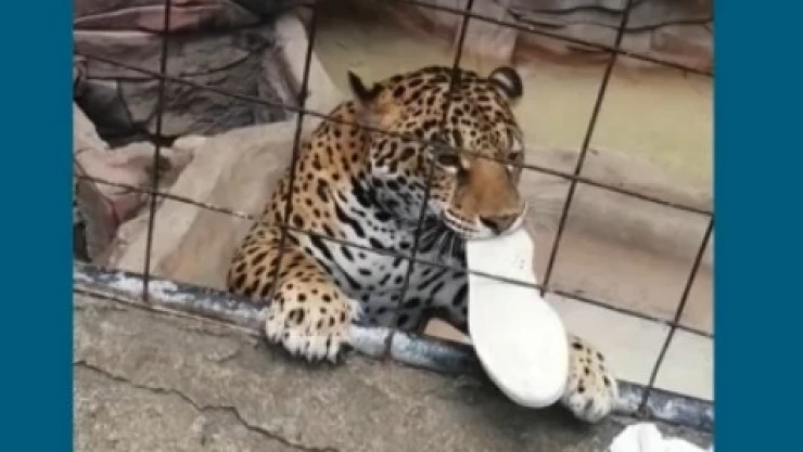 jaguar menor zoologico leon.jpg
