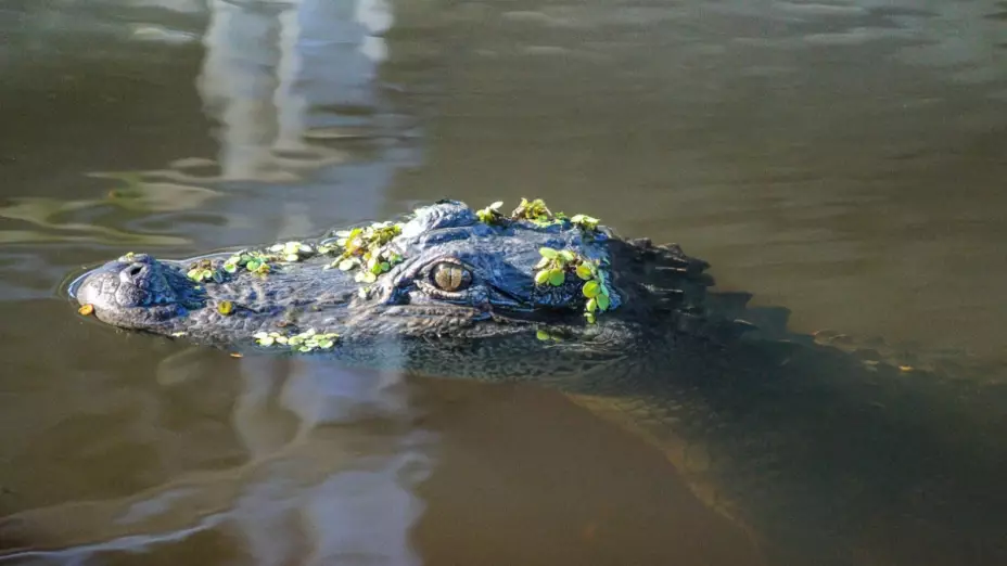 abuelita-caiman-perro