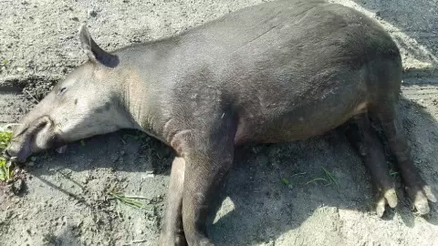 tapir sin vida.jpg