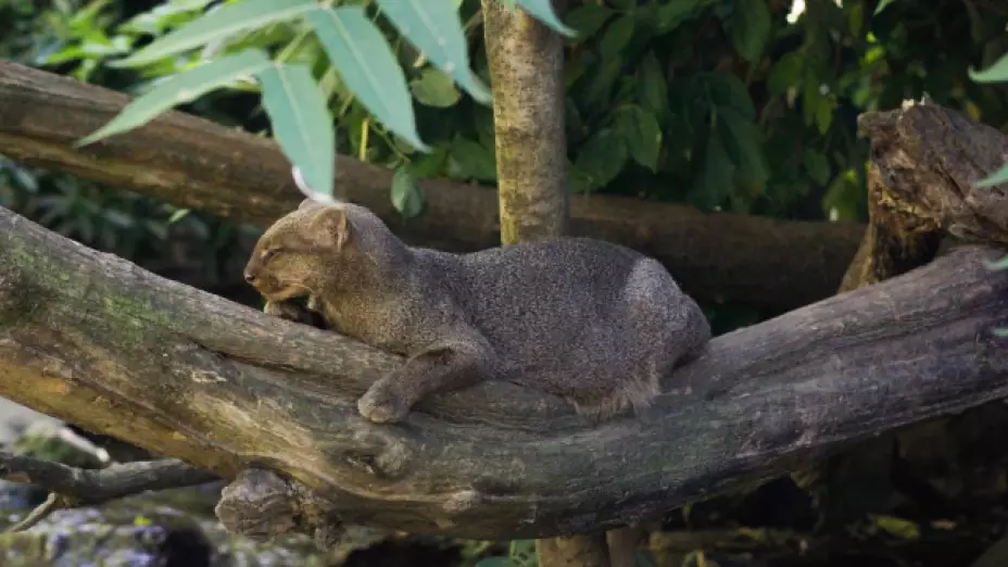 ¿Qué es el jaguarundi Un ejemplar fue captado en Cholul?