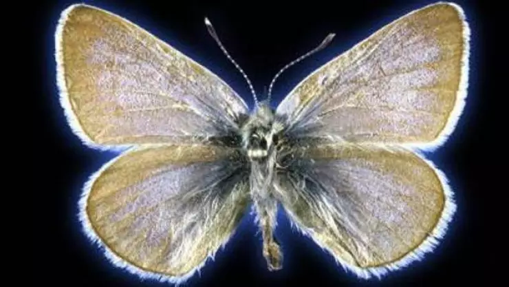 El ADN de la mariposa azul de Xerces de 1928 confirmó su extinción, la cual fue provocada por el ser humano en EUA.