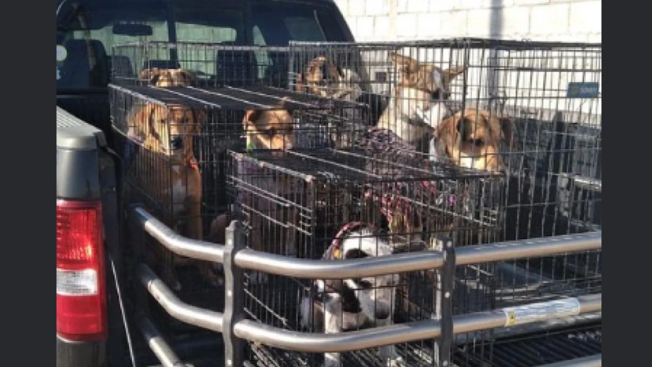 Realizan feria de adopción de perritos y no adoptan a ninguno