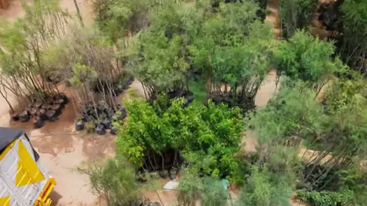 Llegan-árboles-a-Torreón-para-reforestación.jpg