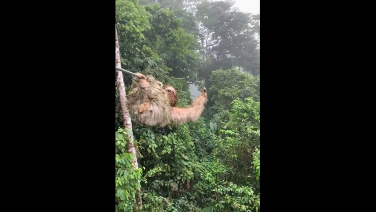 niño perezoso tirolesa