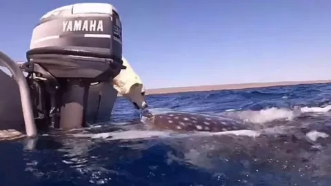 Perrito, ballena, beso 1.jpg