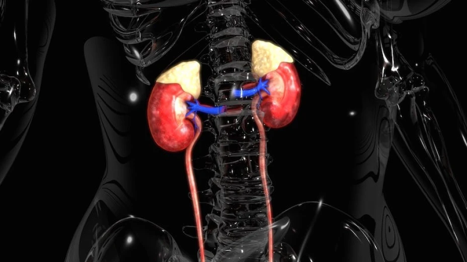 Semana de la salud renal