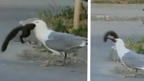 gaviota se come a una ardilla completa
