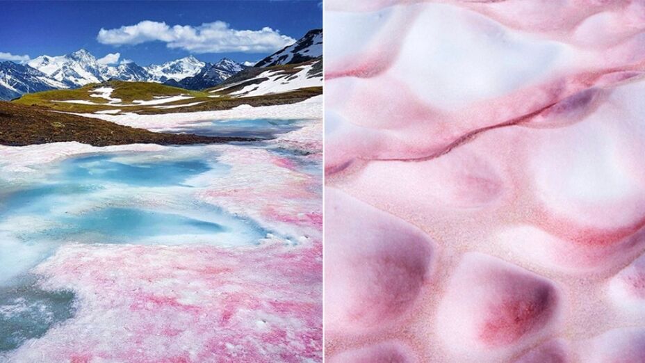 Nieve de sangre, cambio climático, qué es.jpg