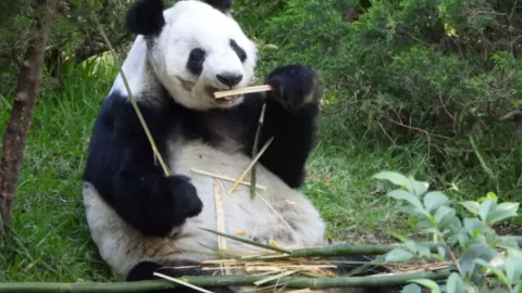 Cumpleaños 35 de Xin Xin, única panda gigante de Latinoamérica, se festejará en Chapultepec